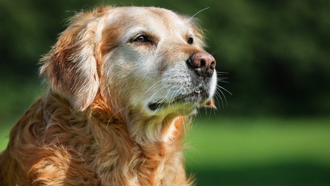 Perawatan yang Tepat Untuk Anjing Senior