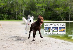 20 Taman Anjing Terbaik di Amerika