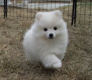 Panduan Tentang Anjing American Eskimo