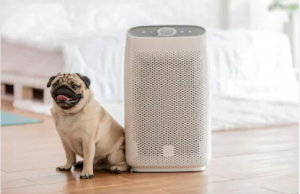 Cara Menjaga Anjing Tetap Dingin di Musim Panas