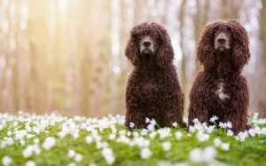 Mengenal Ras American Water Spaniel