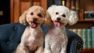 Cara Merawat dan Memelihara Anjing Poodle dengan Baik