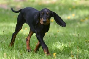 Kepopuleran Anjing Peliharaan Black and Tan Coonhound