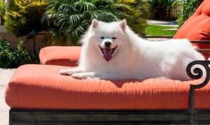 Keunikan Anjing American Eskimo Dog sebagai Peliharaan