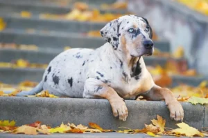 Keunikan Karakter Anjing Catahoula Leopard