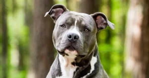 Memahami Anjing Peliharaan, American Staffordshire Terrier