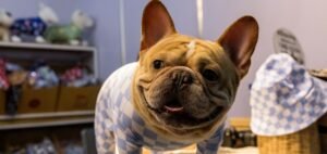 Memahami Anjing Ras Amerika Paling Populer Saat Ini