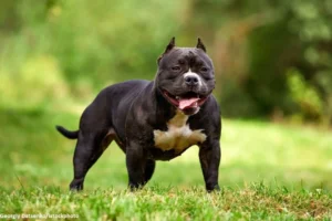 Memilih Makanan Terbaik untuk Anjing American Bully