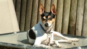 Mengenal Lebih Dekat Anjing Peliharaan Rat Terrier