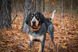 Panduan Efektif untuk Melatih Anjing Bluetick Coonhound