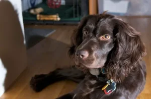 Panduan Lengkap Memelihara Anjing Boykin Spaniel