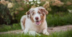 Panduan Perawatan Anjing Australian Shepherd