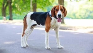 Strategi Bertahan Hidup Anjing American Foxhounds